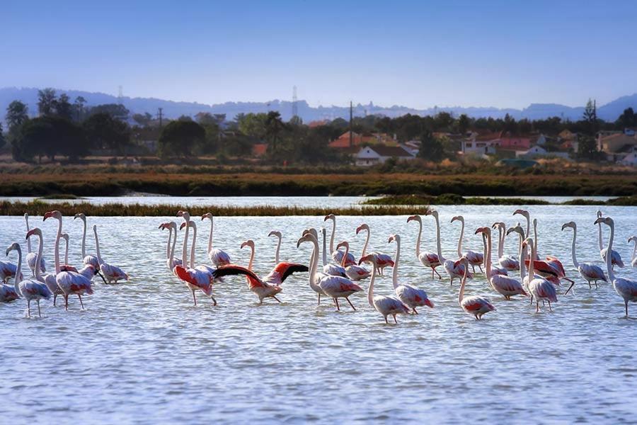 Apartamento Teodósio Setubal Bagian luar foto